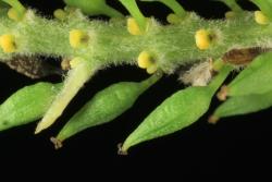Salix lasiandra.  Ovaries and nectaries after bracts have fallen off.
 Image: D. Glenny © Landcare Research 2020 CC BY 4.0